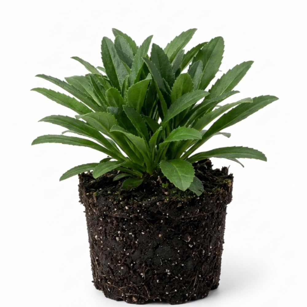 Yellow Daisy Plant, 2-5" Daisies Flower Starter Plant, Hardy Flowering Daisy Plants, Perennial Daisies Plants for Garden, Containers, Rooted in Soil, No Pot