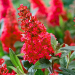 Red Butterfly Bush Buddleia Butterfly Plant Live, 4-9" Tall Well-Rooted for Outdoor Gardens, Perennial Shrub, No Pot