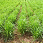 Pack 3 Big Lemon Grass Live Plants, Lemongrass Plants for Outside Planting, Indoor Outdoor Herb Rooted Stalks