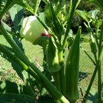 Okra Vegetable Plants Live, 3–5 Inch Tall, Green Okra Plants for Backyard Garden, Seedlings Grow Indoor Outdoor