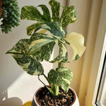 Monstera Plant Live, Rare Tropical Philodendron Indoor Live Plant, Low Maintenance Houseplant 4-8 Inches (Variegated Monstera)