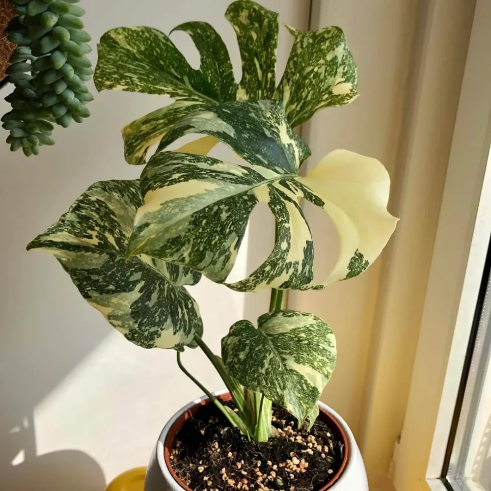 Monstera Plant Live, Rare Tropical Philodendron Indoor Live Plant, Low Maintenance Houseplant 4-8 Inches (Variegated Monstera)