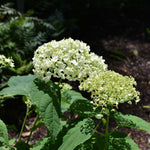 Hydrangea Plant Live, Reblooming Hydrangea Flowers Well-Rooted, Hardy Bush Shrub, 5-9" Tall, Vibrant Shades (White Hydrangea)