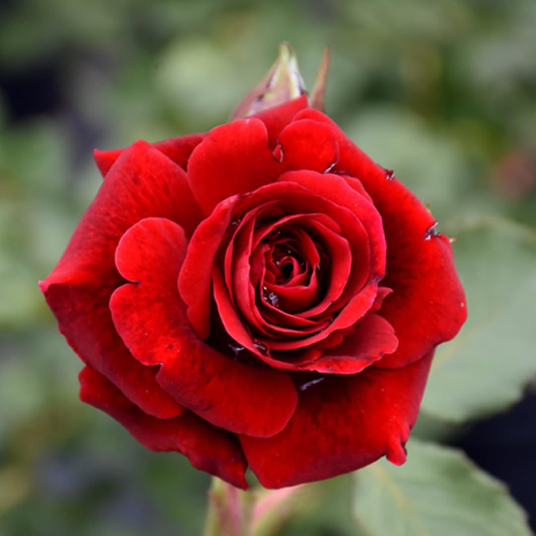 Red Rose Live Plant, 6 Months Old Starter, Fragrant Red Climbing Roses for Planting Outdoor, No Pot