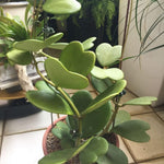 Kerii Hearts Hoya Live Plant 3-5 Inches Tall, Sweetheart Kerii Hoya Plant, Waxflower Vine Tropical Houseplant for Indoor Decor