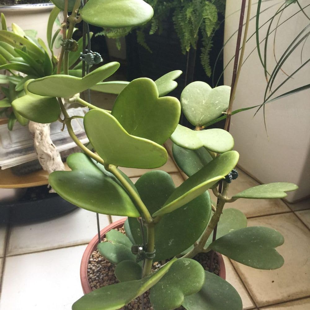 Kerii Hearts Hoya Live Plant 3-5 Inches Tall, Sweetheart Kerii Hoya Plant, Waxflower Vine Tropical Houseplant for Indoor Decor