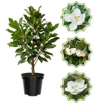 Sweetbay Magnolia Tree in Gallon Pot, Live Flowering Magnolia Tree, Hardy Ornamental Shade Trees with Fragrant Blooms