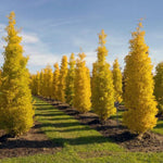 1 Year Old Ginkgo Tree Live Plant in Quart Pot, Well Rooted Ginkgo Tree Plant Live, Ready to Grow