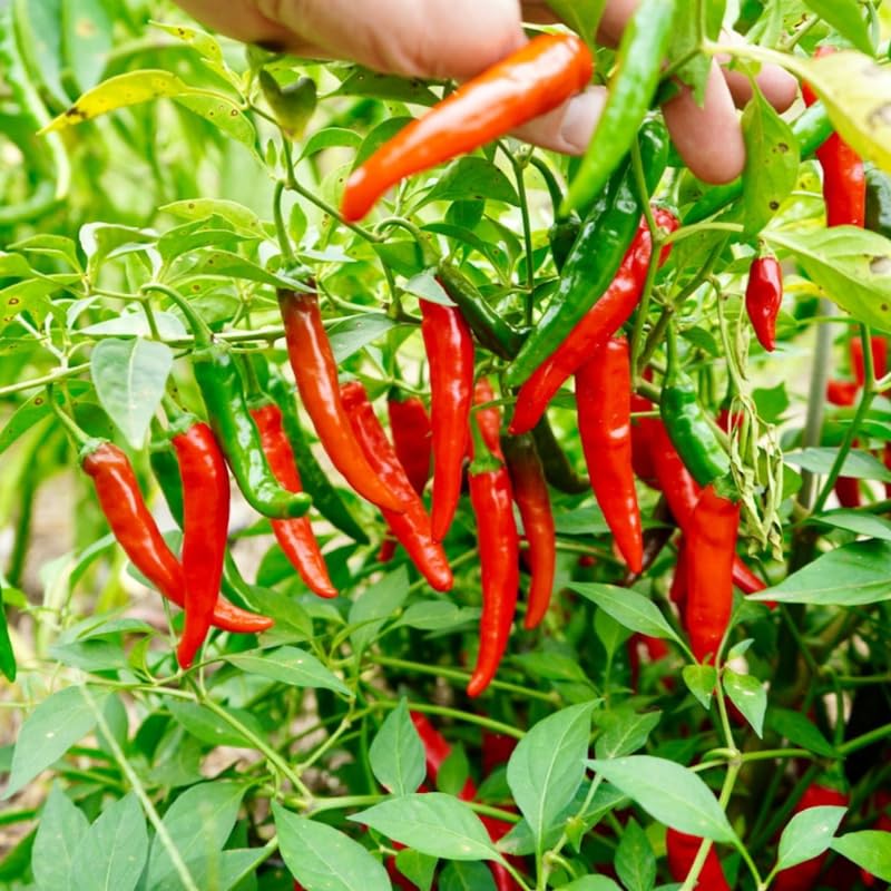 Red Pepper Plants Live for Planting, in 4" Pot, Hot Chili Pepper for Indoor and Outdoor Growing