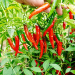 Mix Pepper Plants Live for Planting, in 4" Pot, Hot Chili Pepper for Indoor and Outdoor Growing