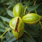 Set 2 of Pecan Nut Trees Live Plants, 1 to 2 Feet Tall, Pecan Tree Live Plants, Bare Roots, Hardy Shrub Plants for Gardening Outdoor