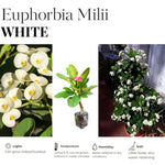 Hardy Crown of Thorn Live Plant, White Euphorbia Milii Tree, 1 Year Old Plant, 5-10 Inches in Tall, No Pot, Indoor Outdoor Décor Succulent Cactus