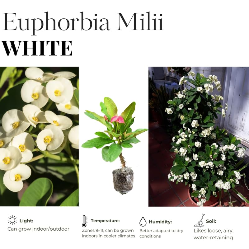 Hardy Crown of Thorn Live Plant, White Euphorbia Milii Tree, 1 Year Old Plant, 5-10 Inches in Tall, No Pot, Indoor Outdoor Décor Succulent Cactus
