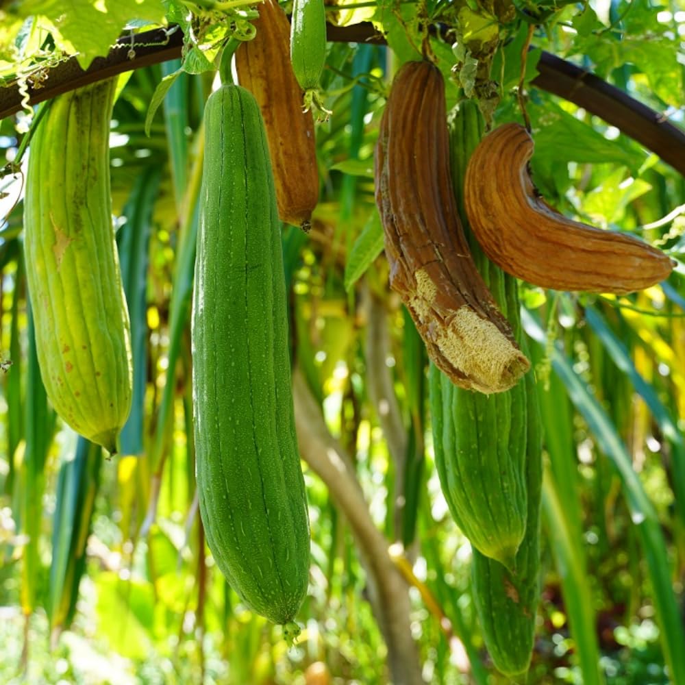 Luffa Live Plant in 4 Inch Pot, 4-6" Tall Live Gourd Loofah Plants, Annual Luffa Vine Vegetable Seedlings for Gardening Outdoor