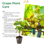 2 Bronze Grape Vines, 5-9 Inch Height, Cold Hardy Grape Plants Live Well-Rooted for Landscaping, Sweet Fruit Variety