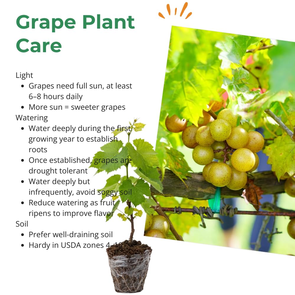 2 Bronze Grape Vines, 5-9 Inch Height, Cold Hardy Grape Plants Live Well-Rooted for Landscaping, Sweet Fruit Variety