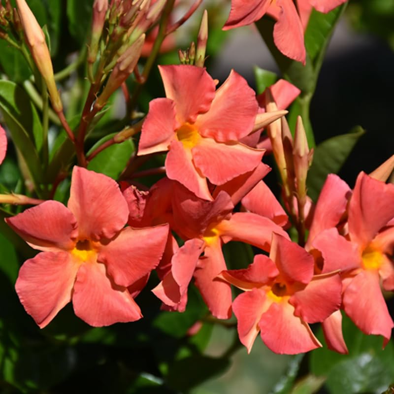3 Orange Mandevilla Plants Live, 5-10” Tall Flowering Mandevilla Vines for Trellis, Outdoor Patio, Garden Pots, Trailing Mandevilla Seedlings