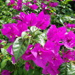Set 2 Bright Purple Bougainvillea Live Plants 4-7 Inches Tall, Vibrant Bumgainvillea Flowering Vines for Garden, Patio Containers and Indoor Growing