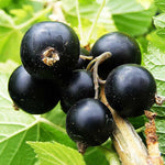 Consort Black Currant Tree Live Plant for Growing, 1 Year Old, Currant Berries Fruit Tree, Currant Plant Live for Planting Your Garden, Currant Bush Live Plant