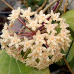 Hoya Quinquenervia Live Plant 3 Inches, Five Veined Hoyas Plant, Trailing Plants for Home Decoration Indoor