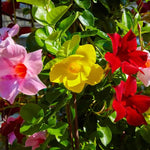 2 Mixed Mandevilla Live Plants, Flowering Mandevilla Plants, 5-9” Tall, Mandevilla Trellis Vines for Outdoor Garden and Containers