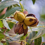 Set 4 Pecan Tree Bare Roots 12-18 Inches, Ready to Grow Pecan Plant Live, Dormant, Hardy, Outdoor Garden Planting