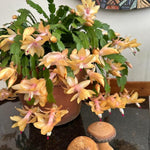 Yellow Christmas Cactus Plants Live, Thanksgiving Cactus Easter Cactus Plants Live, Well-Rooted Cold Hardy, Holiday Cactus for Indoor Outdoor Planting, 4-8 Inc Tall, Starter Tree