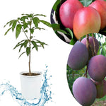 Tommy Atkins Mango Tree Live Plant, 8–12 Inch Tall in Pot, Sweet Hardy Mango Seedling Variety for Planting, Outdoor Fast-Growing