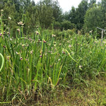 3 Walking Onion Plants Live, Cold Hardy and Perennial, Easy-to-Grow Vegetable Spring Planting, 7 Months Old