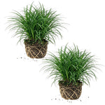 Set of 2 Dwarf Mondo Grass Live Plant 4-6 Inches Tall, Ornamental Grass Live Plants, Low Maintenance, Ideal for Outdoor Gardening