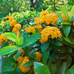 2 Yellow Ixora Live Plants, Well-Rooted Flowering Ixora Shrub Seedlings, 4-9” Tall, Tropical Ixora Bush for Indoor or Outdoor Garden