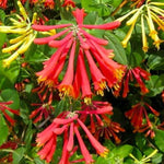 Set 2 Red Honeysuckle Plants Live, Live Coral Honeysuckle Plants 5-9" Tall, Honeysuckle Vines Bushes for Planting, Climbing Honeysuckle