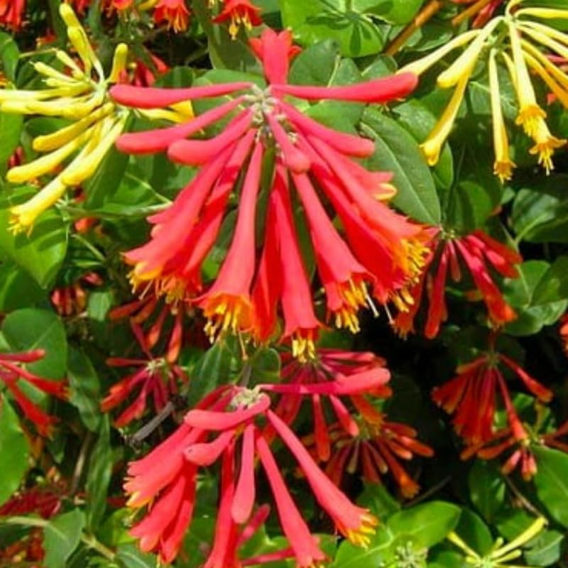 Set 2 Red Honeysuckle Plants Live, Live Coral Honeysuckle Plants 5-9" Tall, Honeysuckle Vines Bushes for Planting, Climbing Honeysuckle