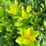 Sweet Bay Leaf Plant Live, Laurus Nobilis Bay Laurel Tree Live Plant, 4 to 8 Inches Tall