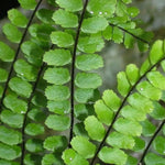 Fern Plant Pot, Maidenhair Fern Plant Live, 3.5 Inc Potted, Live Fern Plant, Fern Plant Live (Maidenhair Fern)