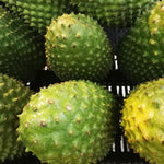Yellow Annona Muricata Mountain Soursop Tree Live Plant, Starter Size 5”-10” Seedling in Pot, Hardy, Tropical Flavor
