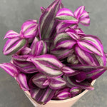 Pink Wandering Jew Live Plant, Tradescantia Pink Plant Live, Rare Variegated Houseplant, 4-7 Inches Tall, 3.25 Inch Pot for Indoor Houseplant