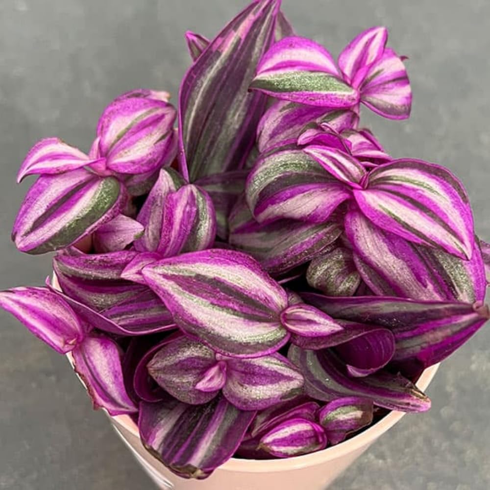 Pink Wandering Jew Live Plant, Tradescantia Pink Plant Live, Rare Variegated Houseplant, 4-7 Inches Tall, 3.25 Inch Pot for Indoor Houseplant