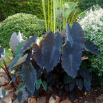 Colocasia Esculenta, Colocasia Live Plant, Elephant Ears Live Plant, Esculenta Taro Live Houseplant, 5-8 Inc Tall, No Pot (Rare Colocasia)