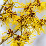 Yellow Witch Hazel Bush Live Plant, 1 Year Old Shrub in Quart Pot, 6-12" Tall Hardy Fall Blooming Tree
