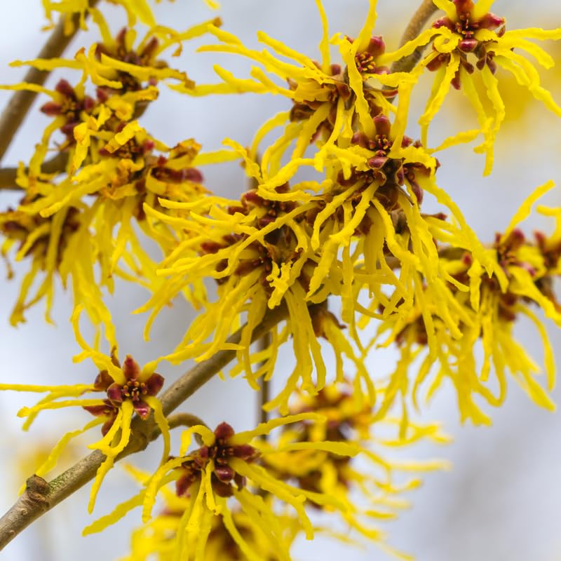 Yellow Witch Hazel Bush Live Plant, 1 Year Old Shrub in Quart Pot, 6-12" Tall Hardy Fall Blooming Tree