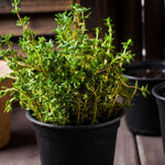 Thyme Live Plant 4 Inch Tall, Fragrant Green Tree, Herb Plant for Indoor or Outdoor Growing (French Thyme)