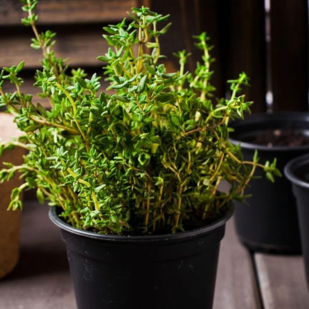Thyme Live Plant 4 Inch Tall, Fragrant Green Tree, Herb Plant for Indoor or Outdoor Growing (French Thyme)