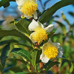 2 Tea Plants Live, Camellia Sinensis Plant Trees Live Plant, 5 to 8 Inches Tall, Camellia Sinensis Live Plant for Gardening