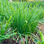 10 Chives Plants, Hardy Chives Leeks Plants Rooted, Perennial Vegetables, Outdoor Growing 2-5 Inch Tall