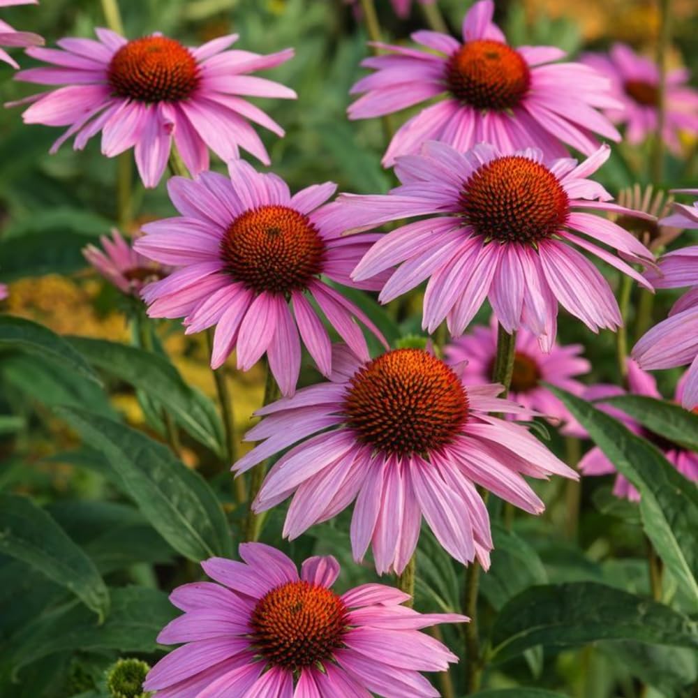 3 Coneflower Plants Live, Flowering Echinacea Perennial Plant Roots, 4-6 Inches