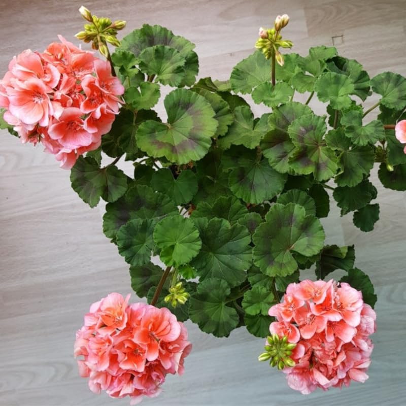 Salmon Geranium Live Plant 4'' Pot, Flowering Geranium Well Rooted 3-6'' Tall, Outdoor Patio, Balcony or Container Garden Plants, 2 Plants per Pot