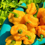Set 3 Hot Pepper Live Plants, 90 Days Old Live Pepper Chili Plant for Spring Planting (Yellow Jamaican Scotch Pepper)