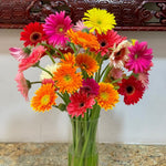 2 Daisy Plants, Mix Gerbera Daisy Live Plants, 4 to 6 Inches Tall, Gerbera Daisy Plant No Pot, Daisy Live Plant, Daisy Plants Live for Gardening