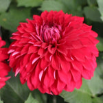 Red Dahlia Bulbs Pant, 2-3" Tall, Dahlia Flower Bulbs for Outdoor Garden, Flowering Tuber Cluster for Planting, Not Live Plant